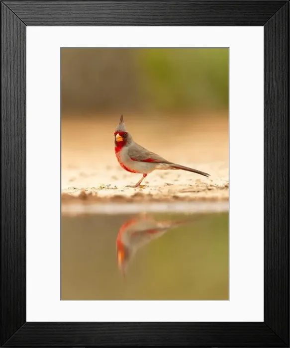 Framed Print : Pyrrhuloxia, Santa Clara Ranch, southern Texas, USA