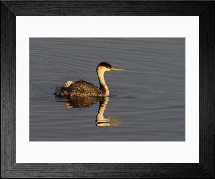 Framed Print : Female western grebe with chick on her back at Ninepipe National Wildlife Refuge in the Mission Valley Framed Print : Female western grebe with chick on her back at Ninepipe National Wildlife Refuge in the Mission Valley