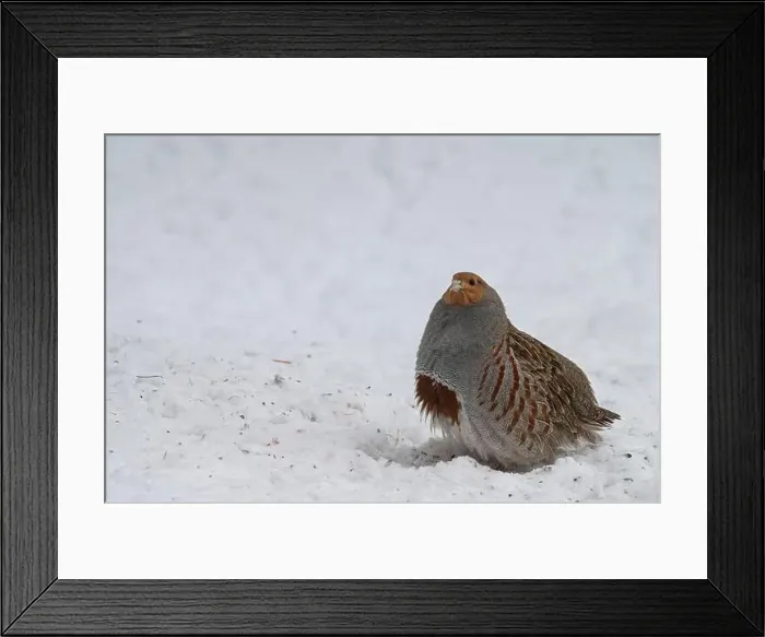 Framed Print : USA, Idaho. Hungarian partridge often visit the dropping from our bird feeders Framed Print : USA, Idaho. Hungarian partridge often visit the dropping from our bird feeders