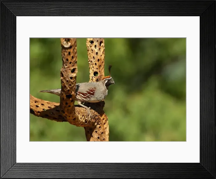 Framed Print : Gambels quail, Arizona, USA Framed Print : Gambels quail, Arizona, USA