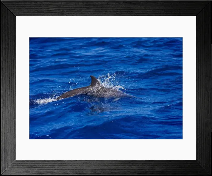 Framed Print : Dolphins in the sea near Lovina, Bali, Indonesia Framed Print : Dolphins in the sea near Lovina, Bali, Indonesia