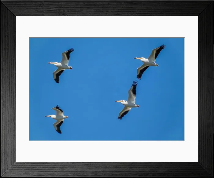 Framed Print : Ridgefield National Wildlife Refuge, Ridgefield, Washington State, USA. Flock of American white pelicans in flight Framed Print : Ridgefield National Wildlife Refuge, Ridgefield, Washington State, USA. Flock of American white pelicans in flight