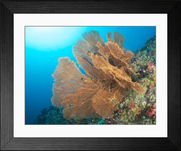 Framed Print : Giant Gorgonian Sea Fan Soft Coral Framed Print : Giant Gorgonian Sea Fan Soft Coral