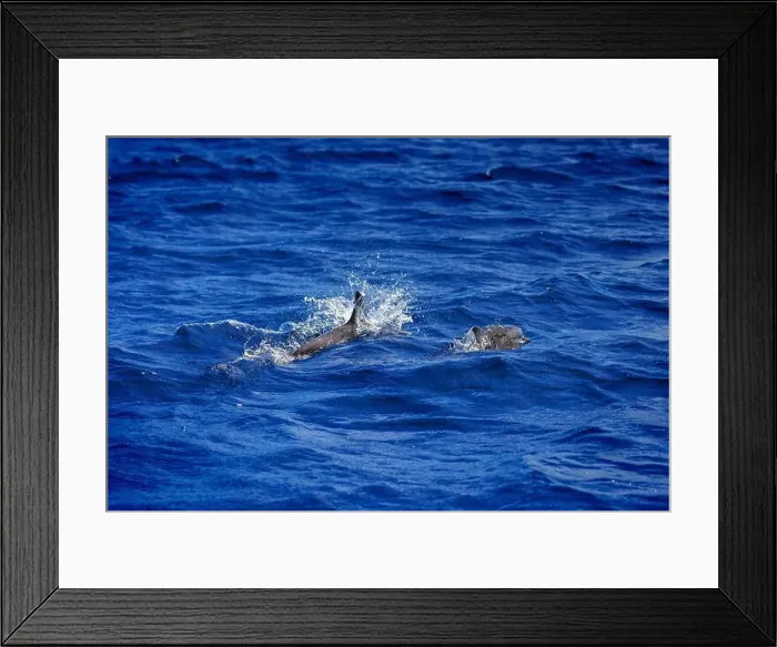 Framed Print : Dolphins in the sea near Lovina, Bali, Indonesia Framed Print : Dolphins in the sea near Lovina, Bali, Indonesia