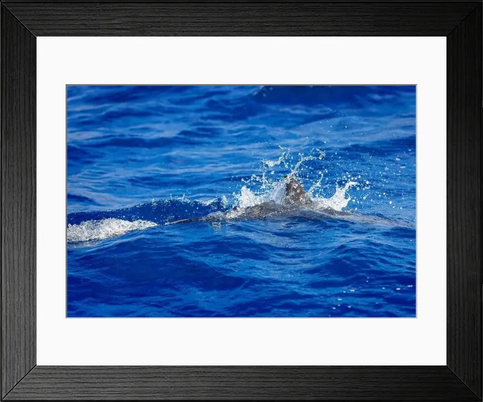 Framed Print : Dolphins in the sea near Lovina, Bali, Indonesia Framed Print : Dolphins in the sea near Lovina, Bali, Indonesia