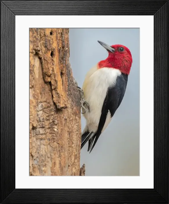Framed Print : Red-headed woodpecker, Pennsylvania, USA Framed Print : Red-headed woodpecker, Pennsylvania, USA