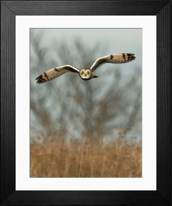 Framed Print : Short-eared owl flying, New Jersey, USA Framed Print : Short-eared owl flying, New Jersey, USA