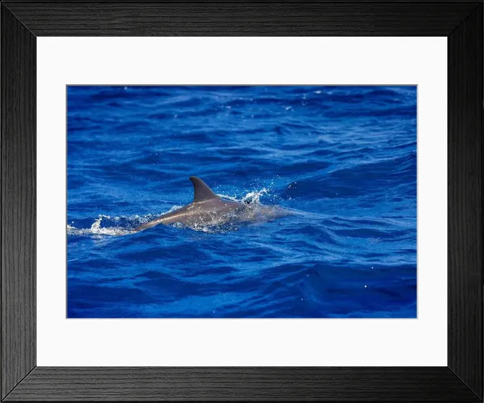 Framed Print : Dolphins in the sea near Lovina, Bali, Indonesia Framed Print : Dolphins in the sea near Lovina, Bali, Indonesia