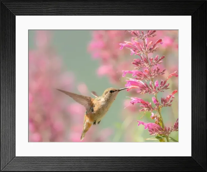 Framed Print : Juvenile male Calliope hummingbird feeding on agastache flowers, New Mexico Framed Print : Juvenile male Calliope hummingbird feeding on agastache flowers, New Mexico