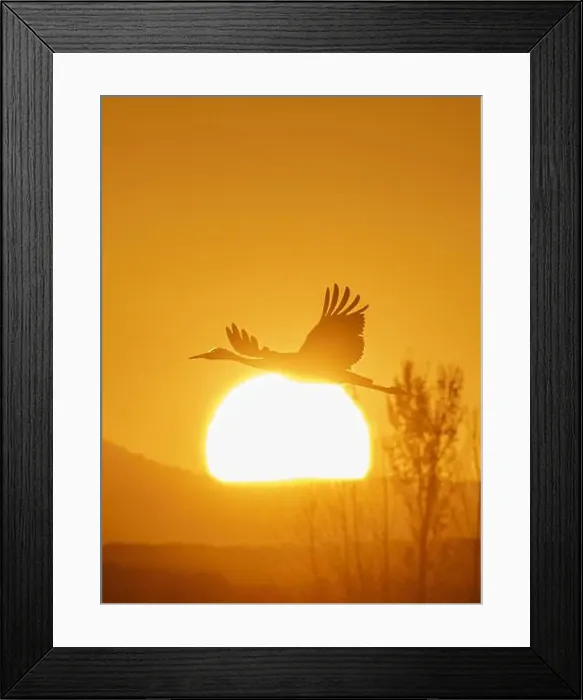 Framed Print : Sandhill cranes flying by the sun at sunrise, Bosque del Apache National Wildlife Refuge, New Mexico Framed Print : Sandhill cranes flying by the sun at sunrise, Bosque del Apache National Wildlife Refuge, New Mexico