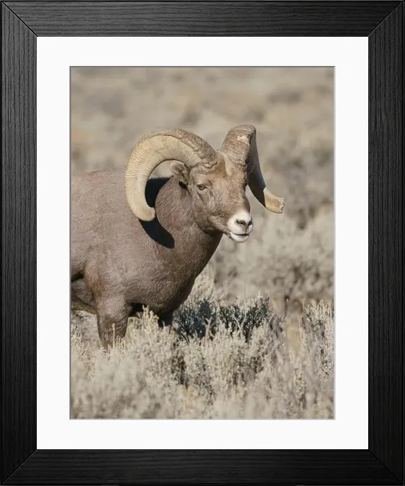 Framed Print : Rocky Mountain bighorn ram in rut. Rio Grande Gorge, New Mexico, USA Framed Print : Rocky Mountain bighorn ram in rut. Rio Grande Gorge, New Mexico, USA