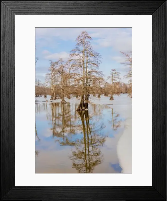 Framed Print : Cypress trees in winter, Horseshoe Lake State Fish and Wildlife Area, Alexander County, Illinois Framed Print : Cypress trees in winter, Horseshoe Lake State Fish and Wildlife Area, Alexander County, Illinois