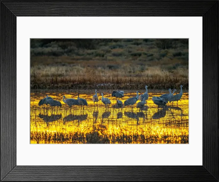 Framed Print : USA, New Mexico, Bosque Del Apache National Wildlife Refuge Framed Print : USA, New Mexico, Bosque Del Apache National Wildlife Refuge
