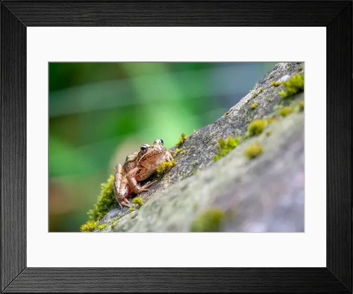 Framed Print : Issaquah, Washington State, USA. Pacific Tree Frog resting on a rock next to a pond Framed Print : Issaquah, Washington State, USA. Pacific Tree Frog resting on a rock next to a pond