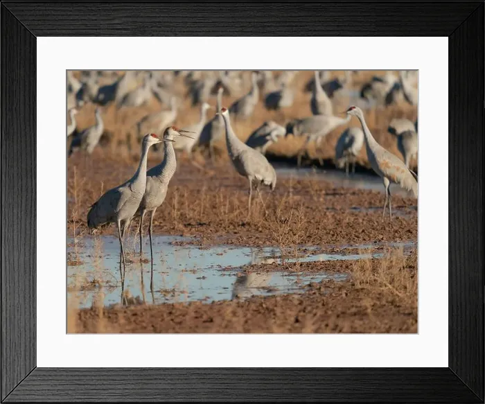 Framed Print : Sandhill cranes in field, Bernardo Wildlife Area, New Mexico Framed Print : Sandhill cranes in field, Bernardo Wildlife Area, New Mexico