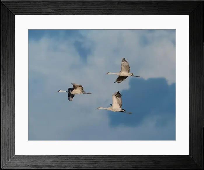 Framed Print : Sandhill cranes in flight, Bernardo Wildlife Area, New Mexico Framed Print : Sandhill cranes in flight, Bernardo Wildlife Area, New Mexico