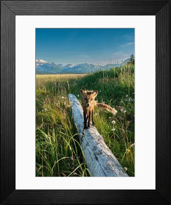 Framed Print : Red fox on log. Katmai National Park, Alaska