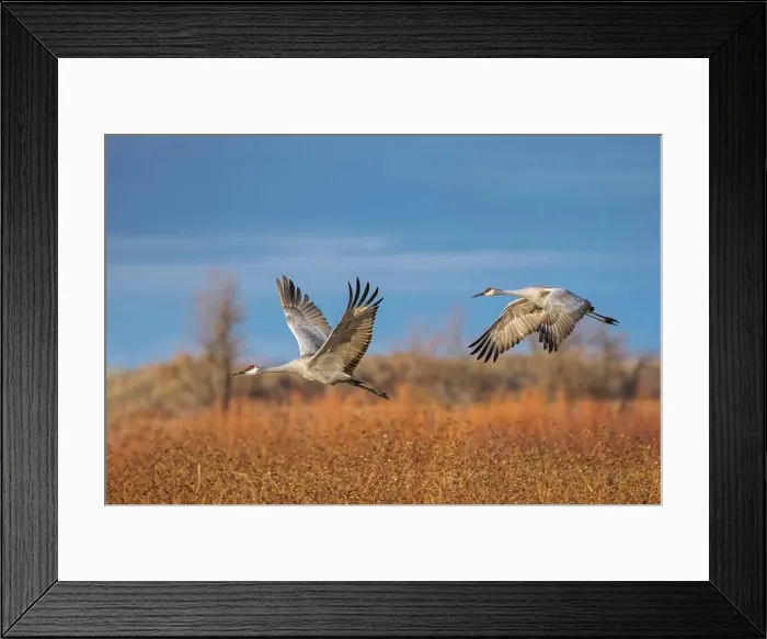 Framed Print : Sandhill cranes in flight formation. Bosque del Apache National Wildlife Refuge, New Mexico Framed Print : Sandhill cranes in flight formation. Bosque del Apache National Wildlife Refuge, New Mexico