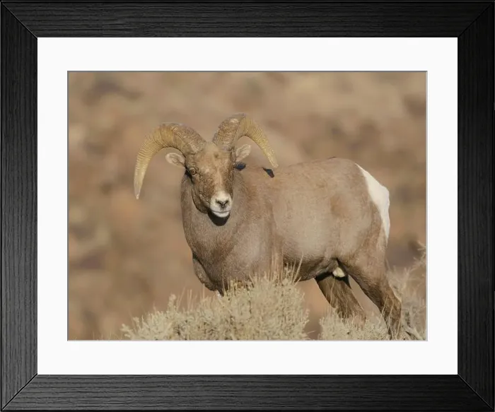 Framed Print : Young Rocky Mountain bighorn ram during the rut along the Rio Grande River Canyon, New Mexico Framed Print : Young Rocky Mountain bighorn ram during the rut along the Rio Grande River Canyon, New Mexico