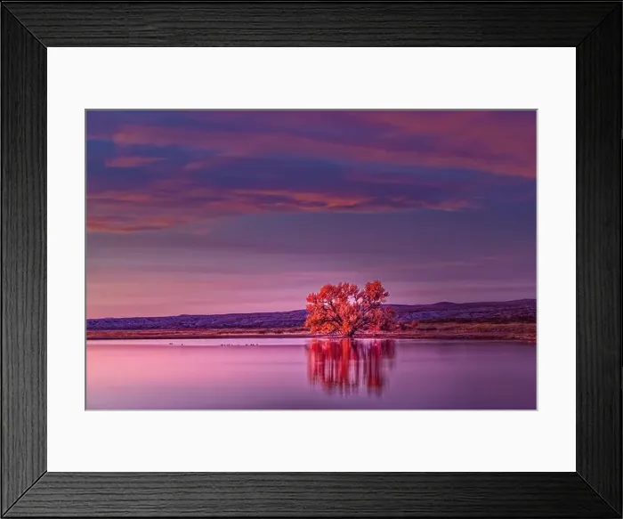 Framed Print : Single tree and reflection at sunrise, Bosque del Apache National Wildlife Refuge, New Mexico Framed Print : Single tree and reflection at sunrise, Bosque del Apache National Wildlife Refuge, New Mexico