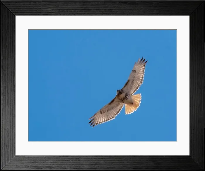 Framed Print : Red-tailed hawk, Bernardo Wildlife Area, New Mexico Framed Print : Red-tailed hawk, Bernardo Wildlife Area, New Mexico