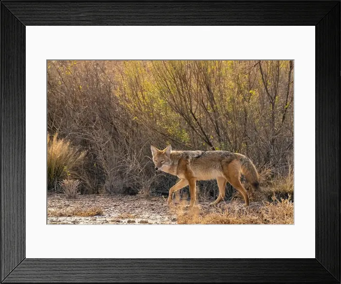 Framed Print : USA, New Mexico, Bosque Del Apache National Wildlife Refuge Framed Print : USA, New Mexico, Bosque Del Apache National Wildlife Refuge
