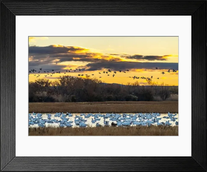 Framed Print : USA, New Mexico, Bosque Del Apache National Wildlife Refuge Framed Print : USA, New Mexico, Bosque Del Apache National Wildlife Refuge