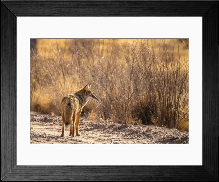 Framed Print : USA, New Mexico, Bosque Del Apache National Wildlife Refuge Framed Print : USA, New Mexico, Bosque Del Apache National Wildlife Refuge