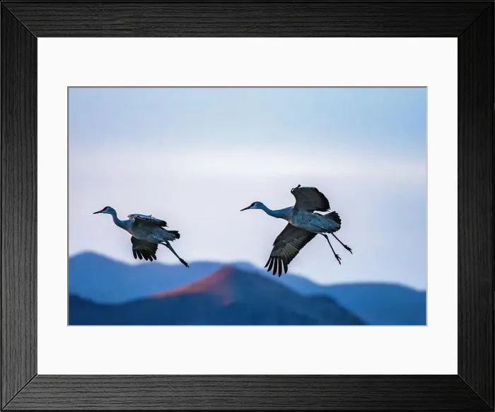 Framed Print : USA, New Mexico, Bosque Del Apache National Wildlife Refuge Framed Print : USA, New Mexico, Bosque Del Apache National Wildlife Refuge