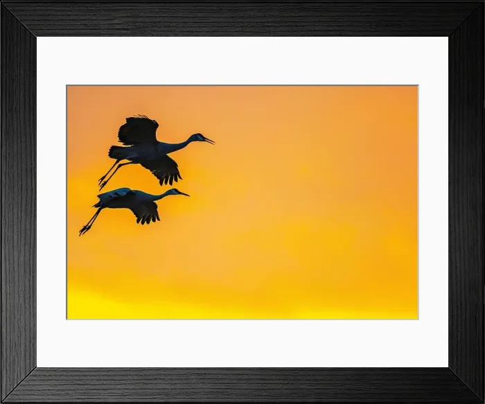 Framed Print : USA, New Mexico, Bosque Del Apache National Wildlife Refuge Framed Print : USA, New Mexico, Bosque Del Apache National Wildlife Refuge