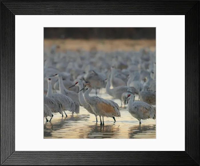 Framed Print : Sandhill crane roosting pond at sunrise, Bernardo Wildlife Area, New Mexico Framed Print : Sandhill crane roosting pond at sunrise, Bernardo Wildlife Area, New Mexico