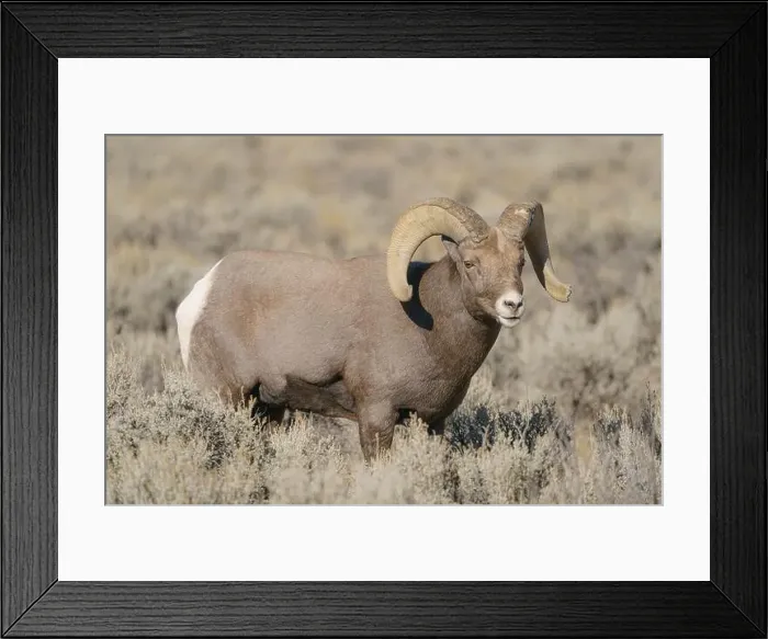 Framed Print : Rocky Mountain bighorn ram in rut. Rio Grande Gorge, New Mexico, USA Framed Print : Rocky Mountain bighorn ram in rut. Rio Grande Gorge, New Mexico, USA