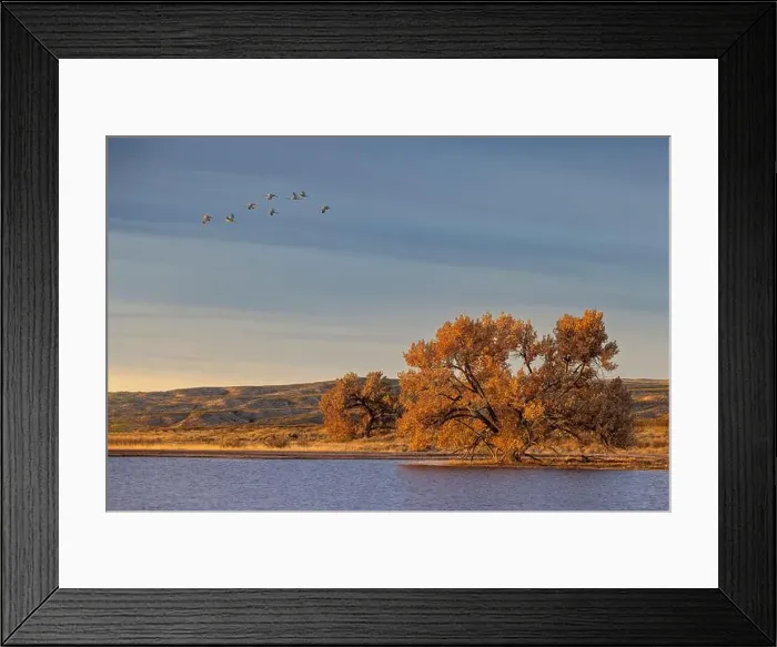 Framed Print : Sandhill cranes in flight formation. Bosque del Apache National Wildlife Refuge, New Mexico Framed Print : Sandhill cranes in flight formation. Bosque del Apache National Wildlife Refuge, New Mexico