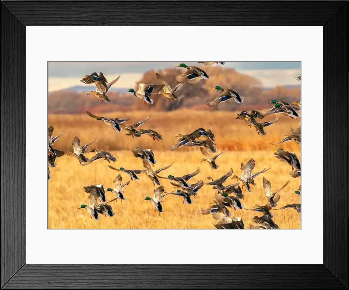 Framed Print : USA, New Mexico, Bosque Del Apache National Wildlife Refuge Framed Print : USA, New Mexico, Bosque Del Apache National Wildlife Refuge