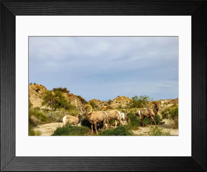 Framed Print : Band of desert bighorn sheep in the Santa Rosa Mountains in the Coachella Valley, California, USA Framed Print : Band of desert bighorn sheep in the Santa Rosa Mountains in the Coachella Valley, California, USA