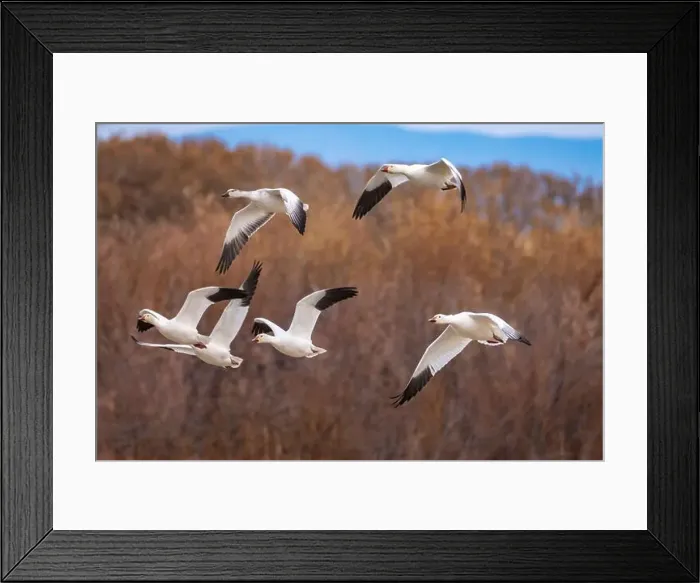 Framed Print : USA, New Mexico, Bosque Del Apache National Wildlife Refuge Framed Print : USA, New Mexico, Bosque Del Apache National Wildlife Refuge