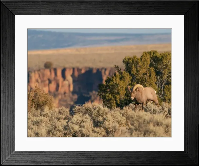 Framed Print : Bighorn sheep along Rio Grande Gorge, New Mexico Framed Print : Bighorn sheep along Rio Grande Gorge, New Mexico
