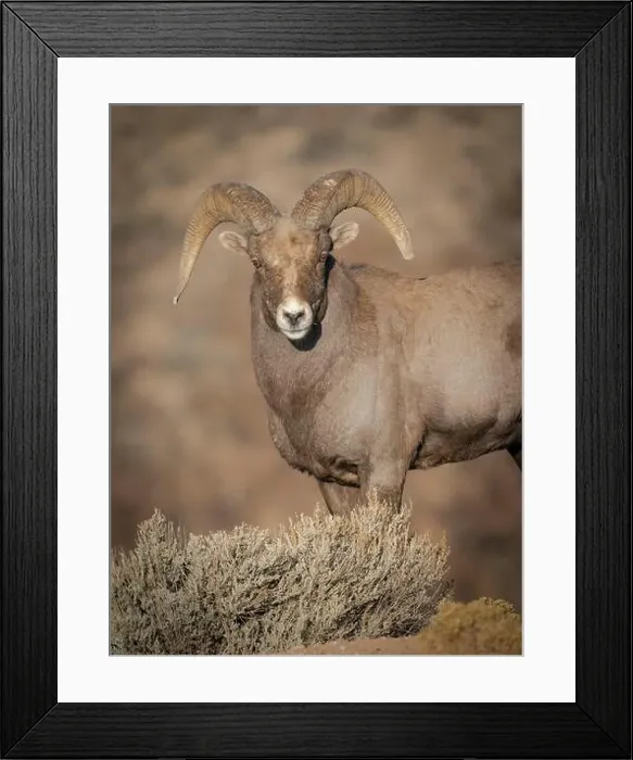 Framed Print : Young Rocky Mountain bighorn ram during the rut along the Rio Grande River Canyon, New Mexico Framed Print : Young Rocky Mountain bighorn ram during the rut along the Rio Grande River Canyon, New Mexico