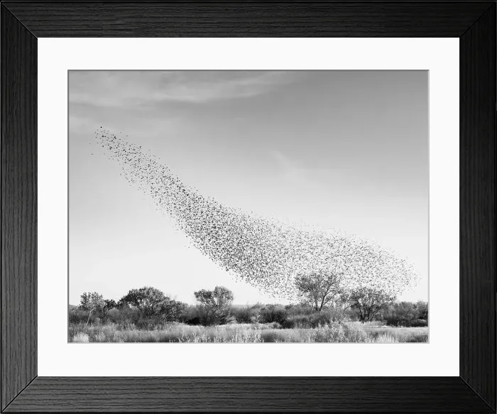 Framed Print : Blackbird murmuration, Bosque del Apache National Wildlife Refuge, New Mexico Framed Print : Blackbird murmuration, Bosque del Apache National Wildlife Refuge, New Mexico