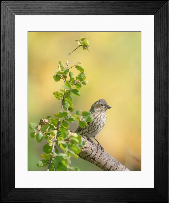 Framed Print : Female Cassin's finch, Fall season, Capulin Springs Trail, Sandia Mountains, Cibola National Forest, New Mexico, USA Framed Print : Female Cassin's finch, Fall season, Capulin Springs Trail, Sandia Mountains, Cibola National Forest, New Mexico, USA