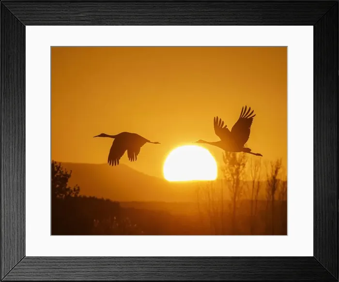 Framed Print : Sandhill cranes flying by the sun at sunrise, Bosque del Apache National Wildlife Refuge, New Mexico Framed Print : Sandhill cranes flying by the sun at sunrise, Bosque del Apache National Wildlife Refuge, New Mexico