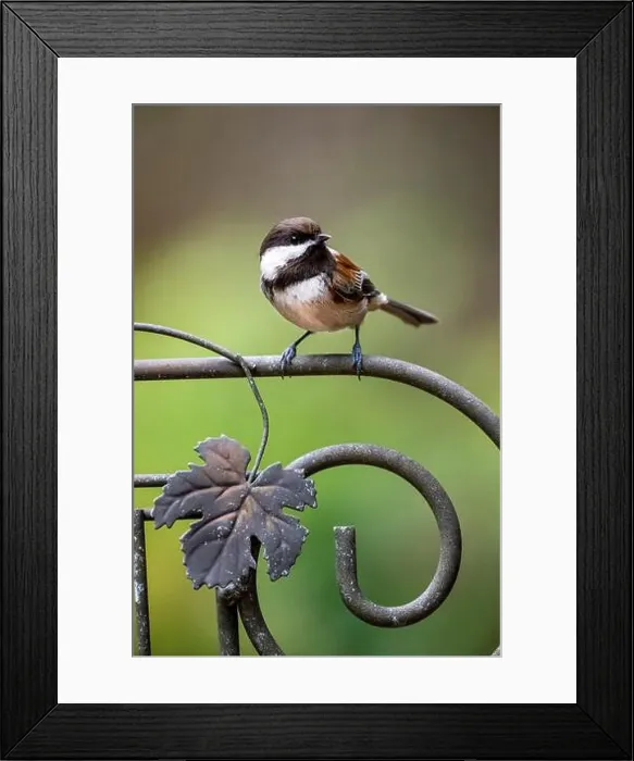 Framed Print : Issaquah, Washington State, USA. Chestnut-backed chickadee perched on a decorative metal trellis Framed Print : Issaquah, Washington State, USA. Chestnut-backed chickadee perched on a decorative metal trellis