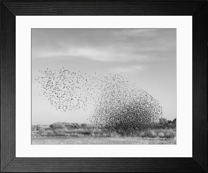 Framed Print : Blackbird murmuration, Bosque del Apache National Wildlife Refuge, New Mexico Framed Print : Blackbird murmuration, Bosque del Apache National Wildlife Refuge, New Mexico