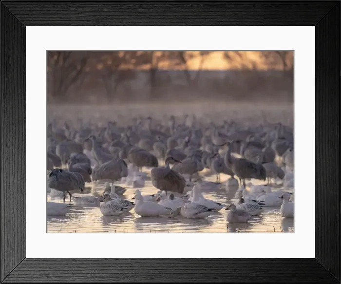 Framed Print : Roosting ponds of sandhill cranes and snow geese, Bernardo Wildlife Area, New Mexico Framed Print : Roosting ponds of sandhill cranes and snow geese, Bernardo Wildlife Area, New Mexico