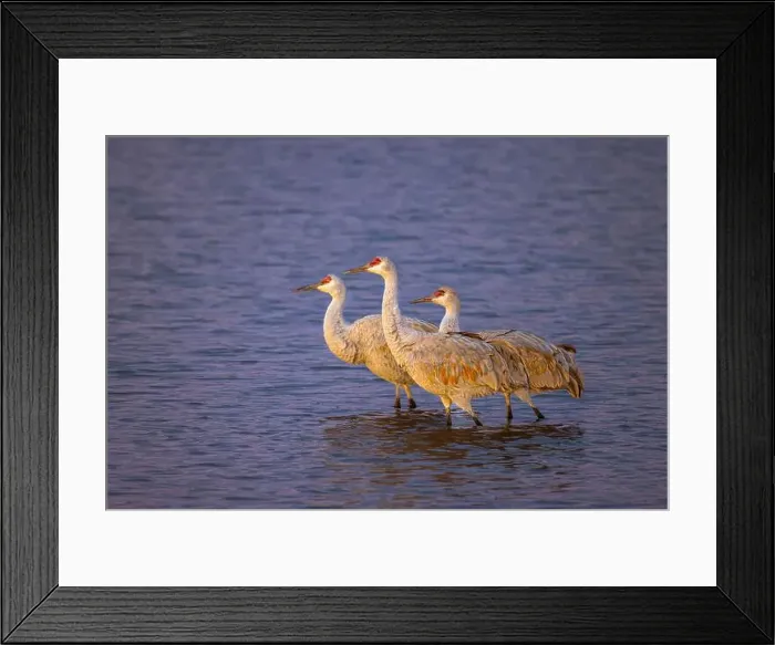 Framed Print : Sandhill cranes at first light. Bosque del Apache National Wildlife Refuge, New Mexico Framed Print : Sandhill cranes at first light. Bosque del Apache National Wildlife Refuge, New Mexico
