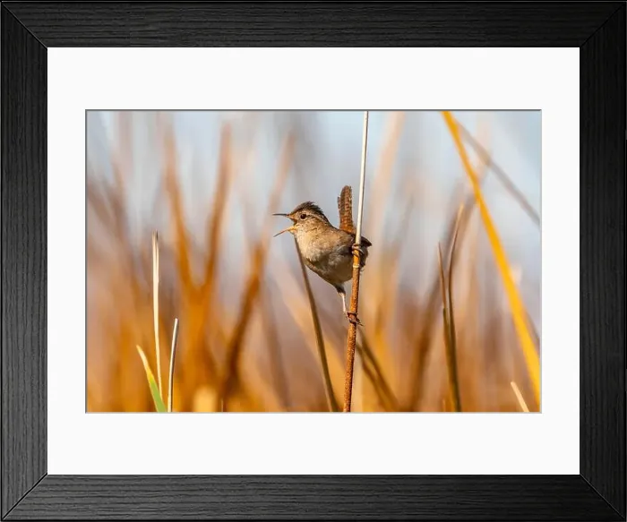 Framed Print : USA, California, Sonny Bono National Wildlife Refuge Framed Print : USA, California, Sonny Bono National Wildlife Refuge