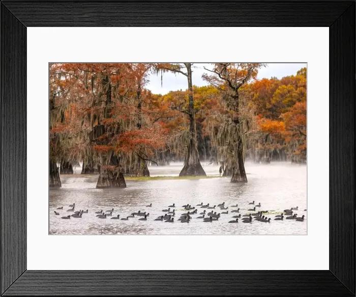 Framed Print : Raft of American coots and morning mist on southern swamp, Caddo Lake, Texas Framed Print : Raft of American coots and morning mist on southern swamp, Caddo Lake, Texas