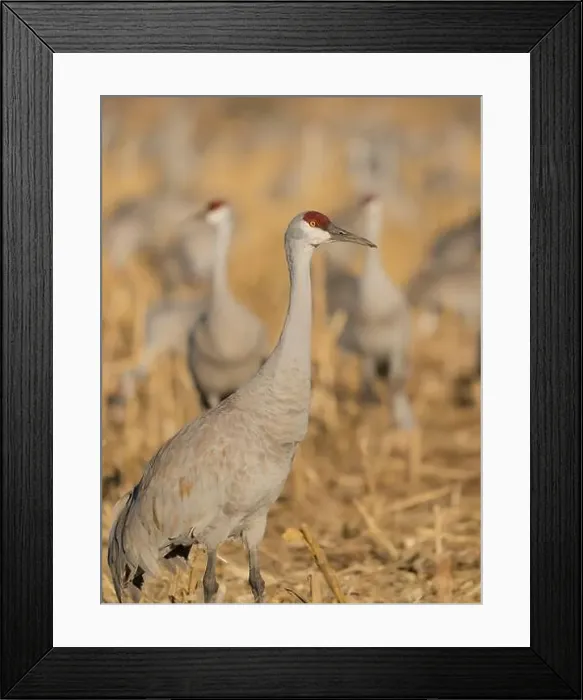 Framed Print : Sandhill crane among others feeding in corn fields, Bernardo Wildlife Area, New Mexico Framed Print : Sandhill crane among others feeding in corn fields, Bernardo Wildlife Area, New Mexico