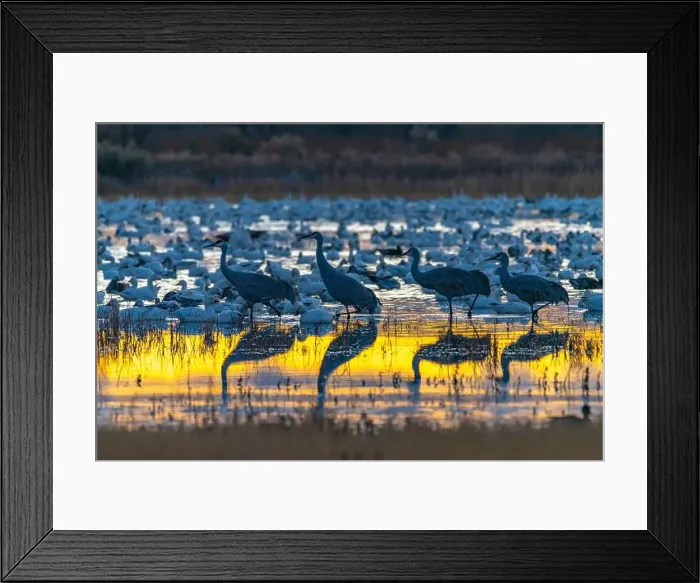 Framed Print : USA, New Mexico, Bosque Del Apache National Wildlife Refuge Framed Print : USA, New Mexico, Bosque Del Apache National Wildlife Refuge