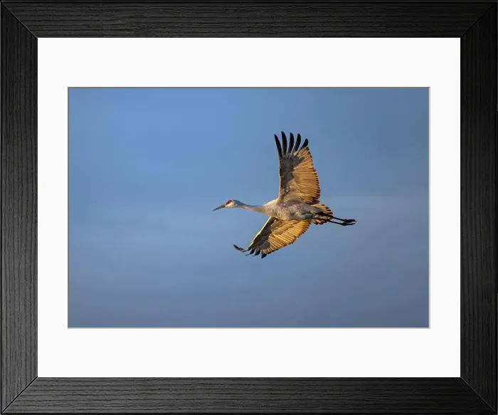 Framed Print : Sandhill crane in flight. Bosque del Apache National Wildlife Refuge, New Mexico Framed Print : Sandhill crane in flight. Bosque del Apache National Wildlife Refuge, New Mexico